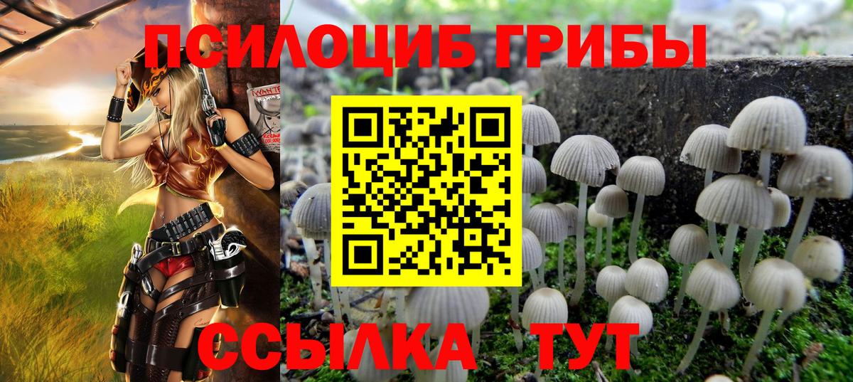 Галлюциногенные грибы Psilocybine cubensis Камышин