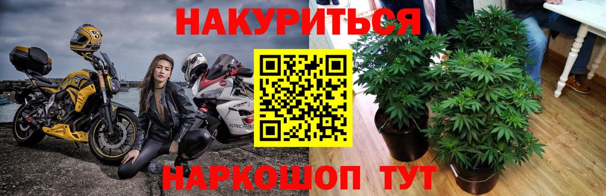 Камышин  МАРИХУАНА планчик  Вход с VPN  Конопля сатива  Бошки марихуана Amnesia 